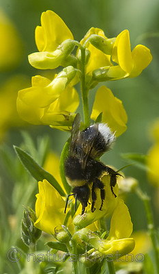 BB 13 0581 / Lathyrus pratensis / Gulflatbelg